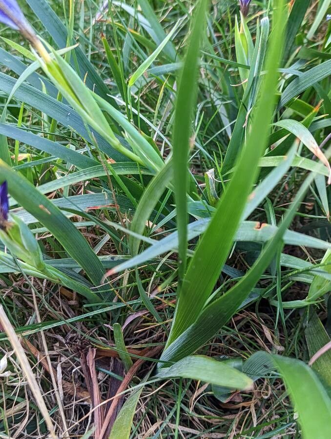 Iris douglasiana leaf