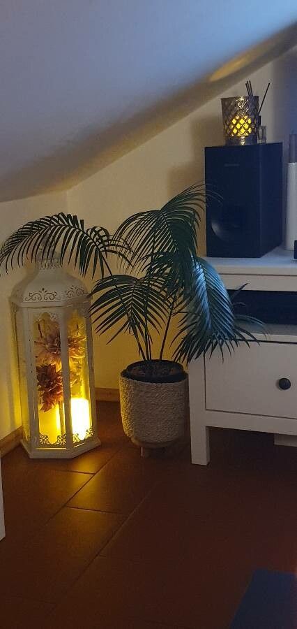 Lepidozamia peroffskyana habit