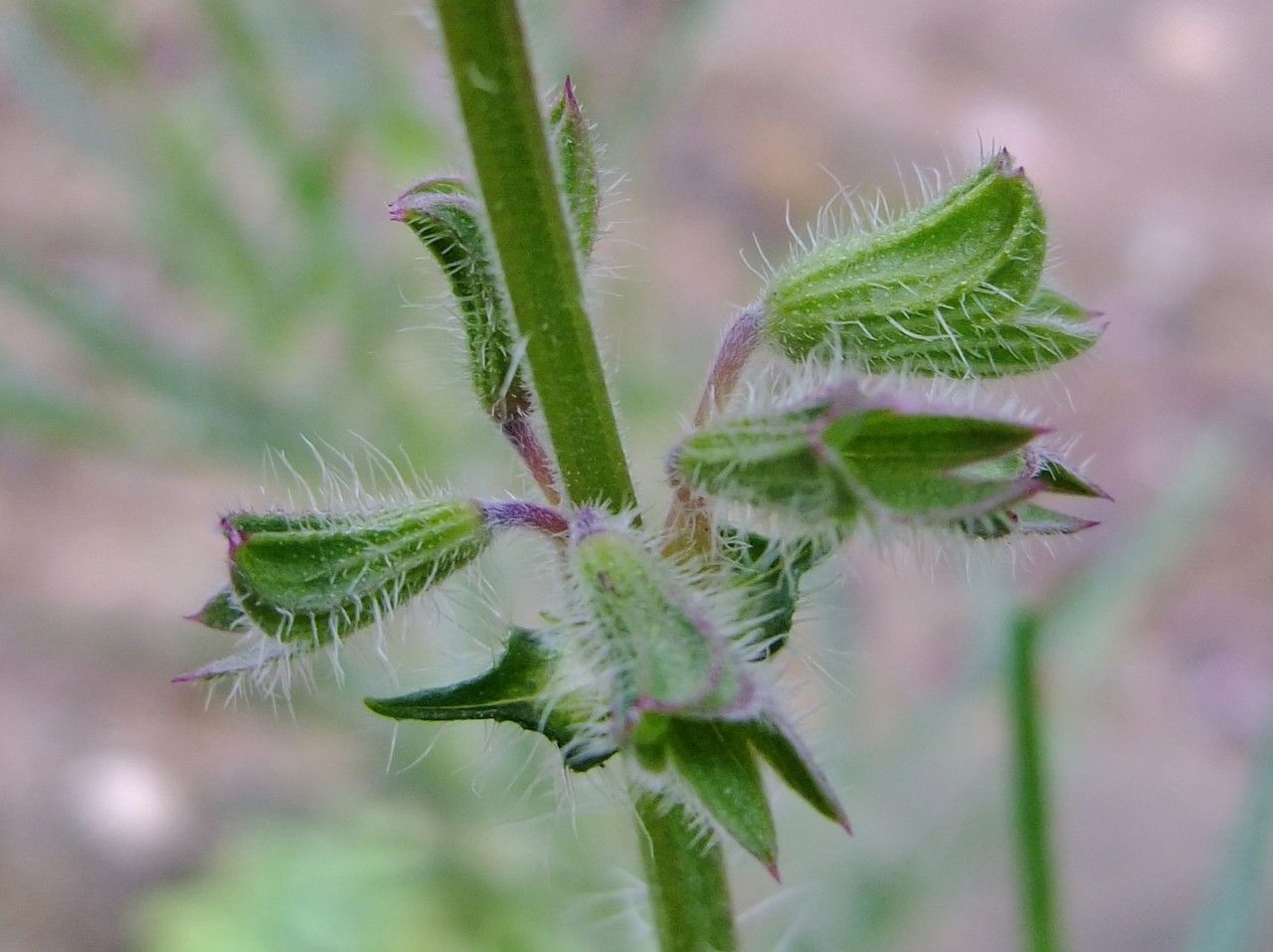 Salvia jurisicii bark
