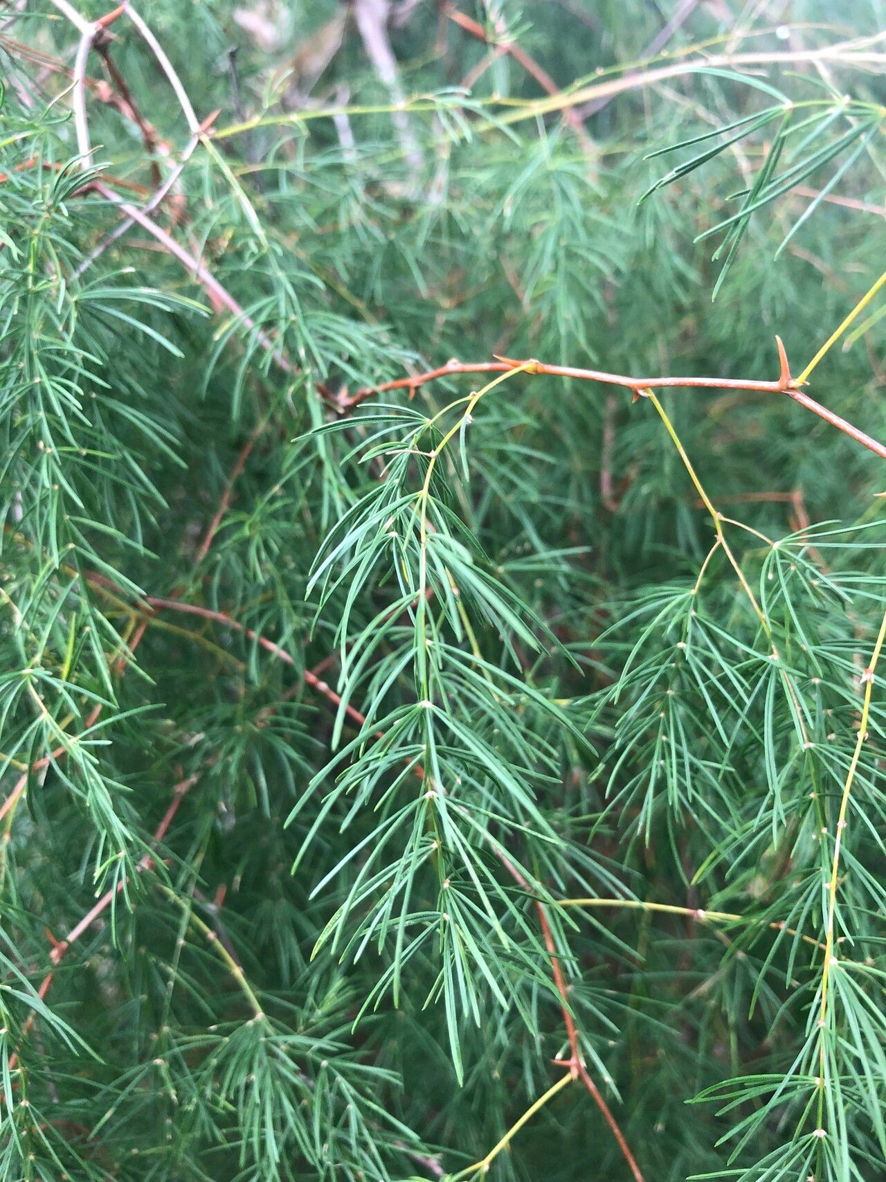 Asparagus buchananii — houseplant care guide