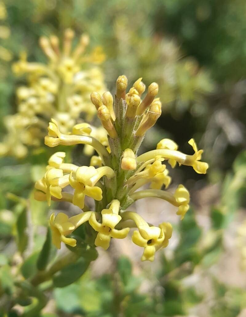 Mulguraea ligustrina flower