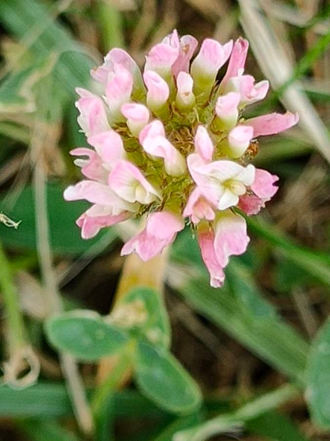 Trifolium fragiferum flower