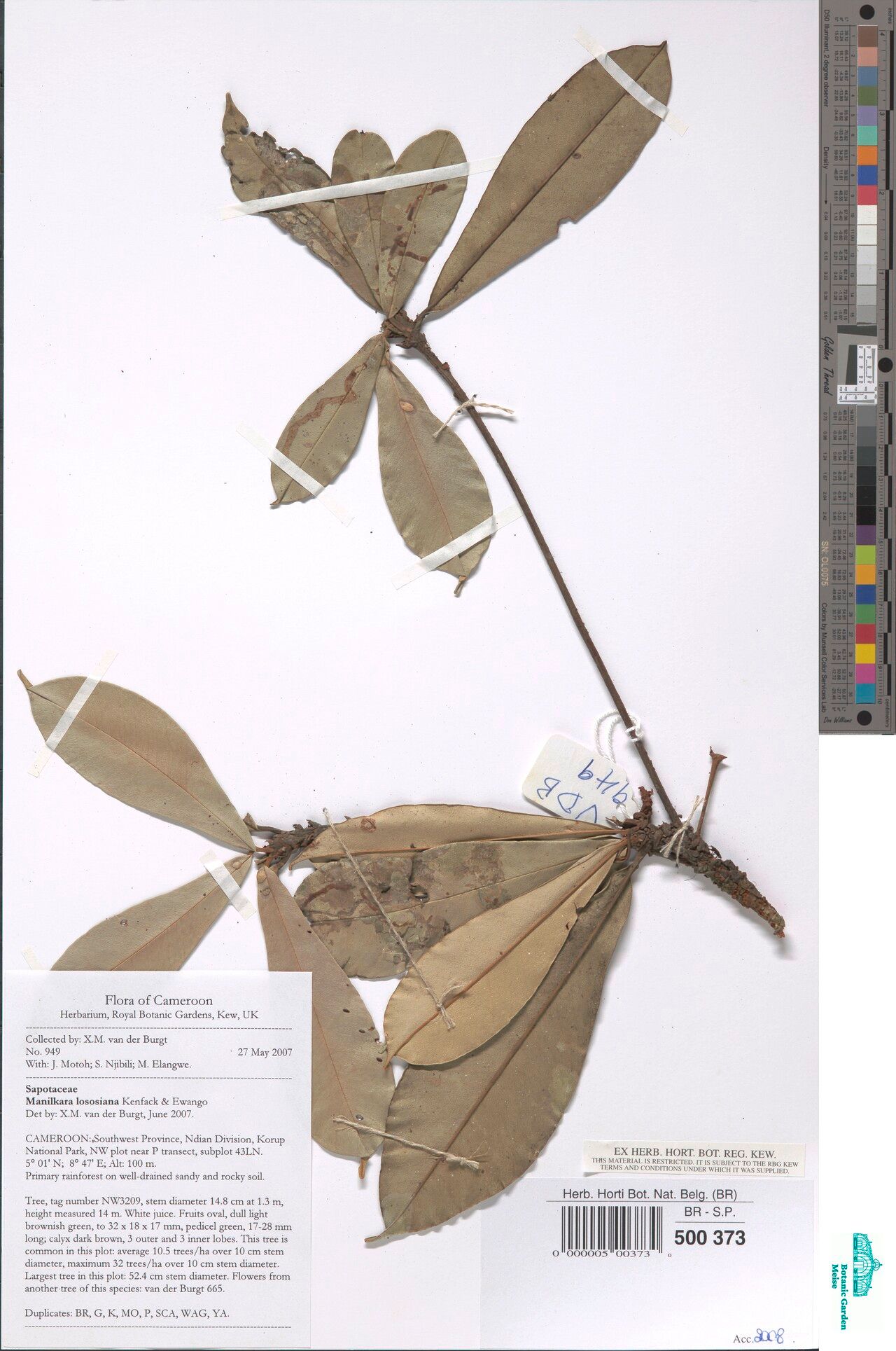 Manilkara lososiana — houseplant care guide