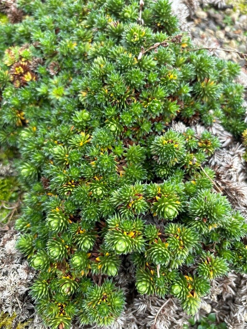 Saxifraga sancta — search result for 'Saxifraga'