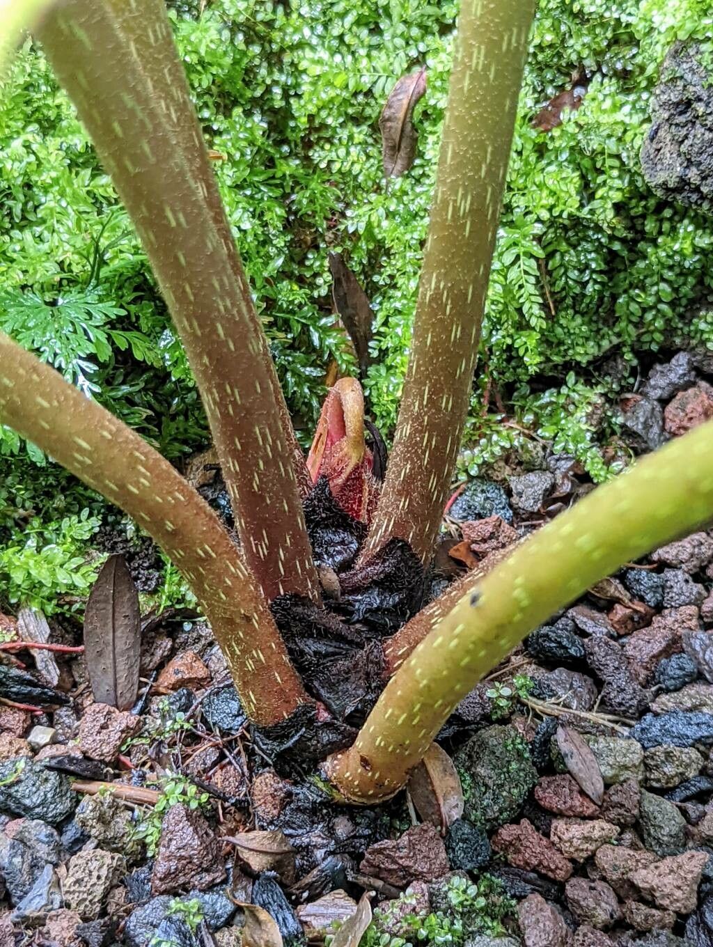 Begonia nepalensis bark