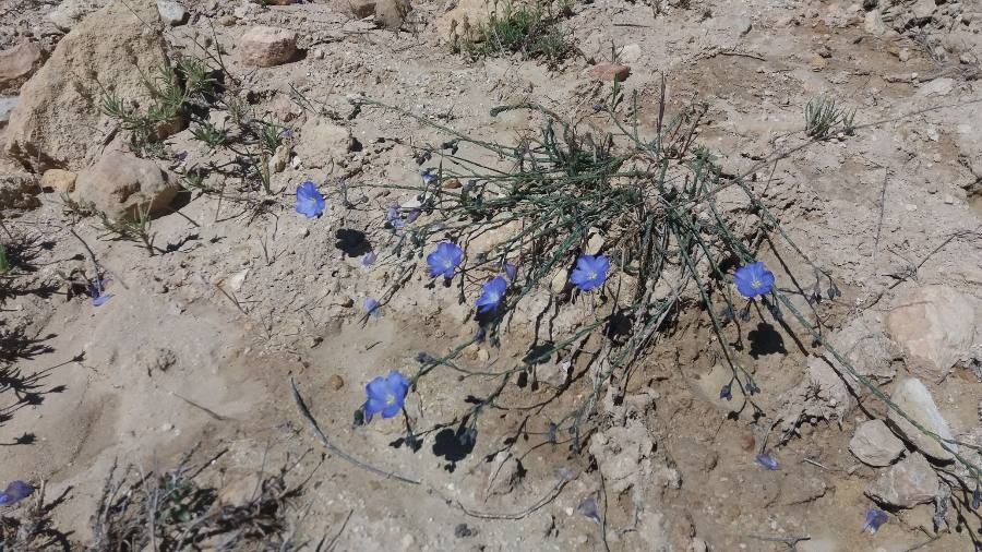 Linum lewisii flower