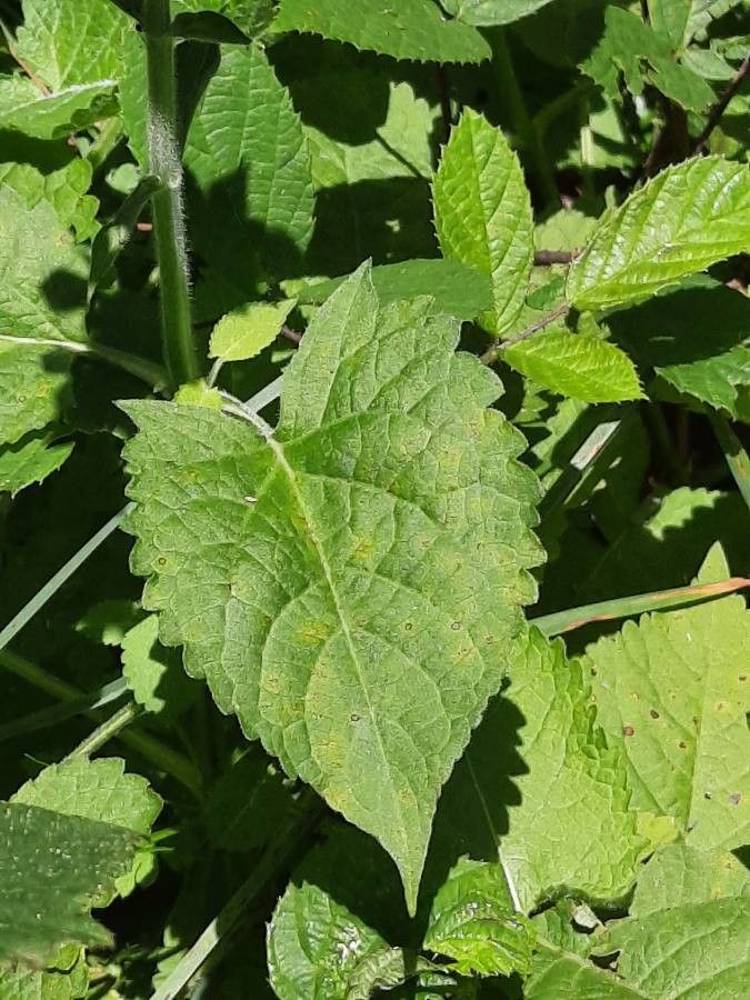 Salvia glutinosa — search result for 'Salvia'