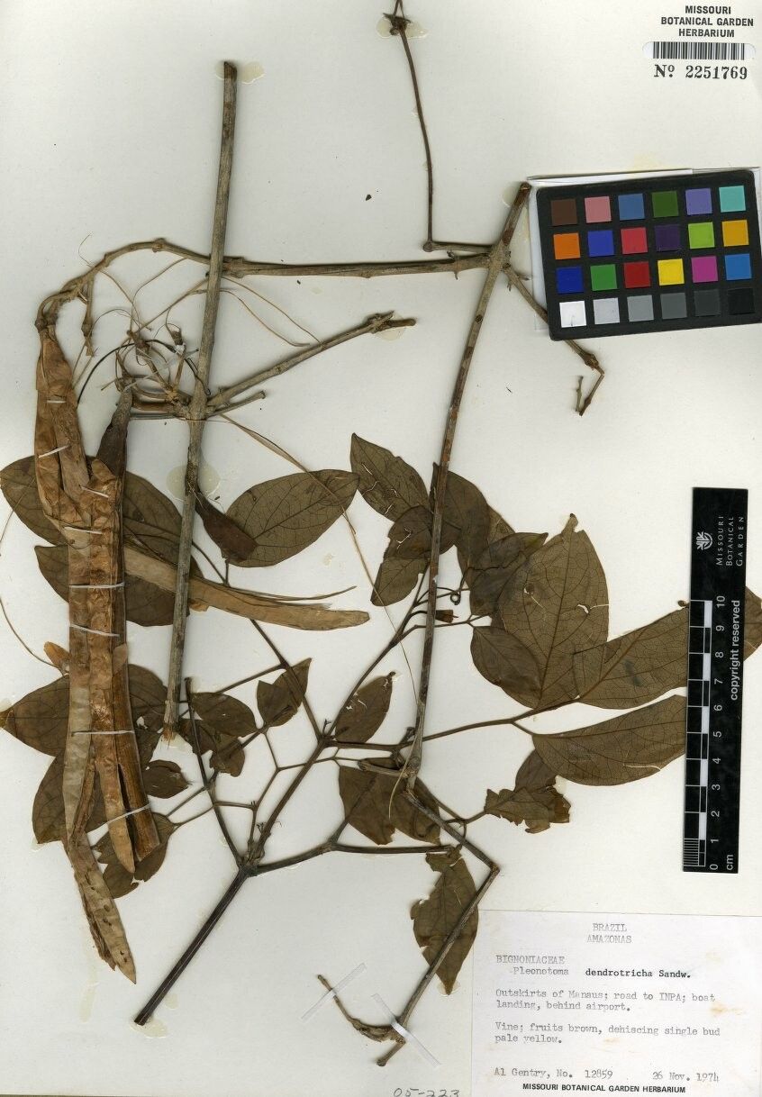 Pleonotoma dendrotricha — related species from the same genus