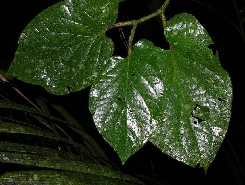 Piper auritifolium — search result for 'Piper'