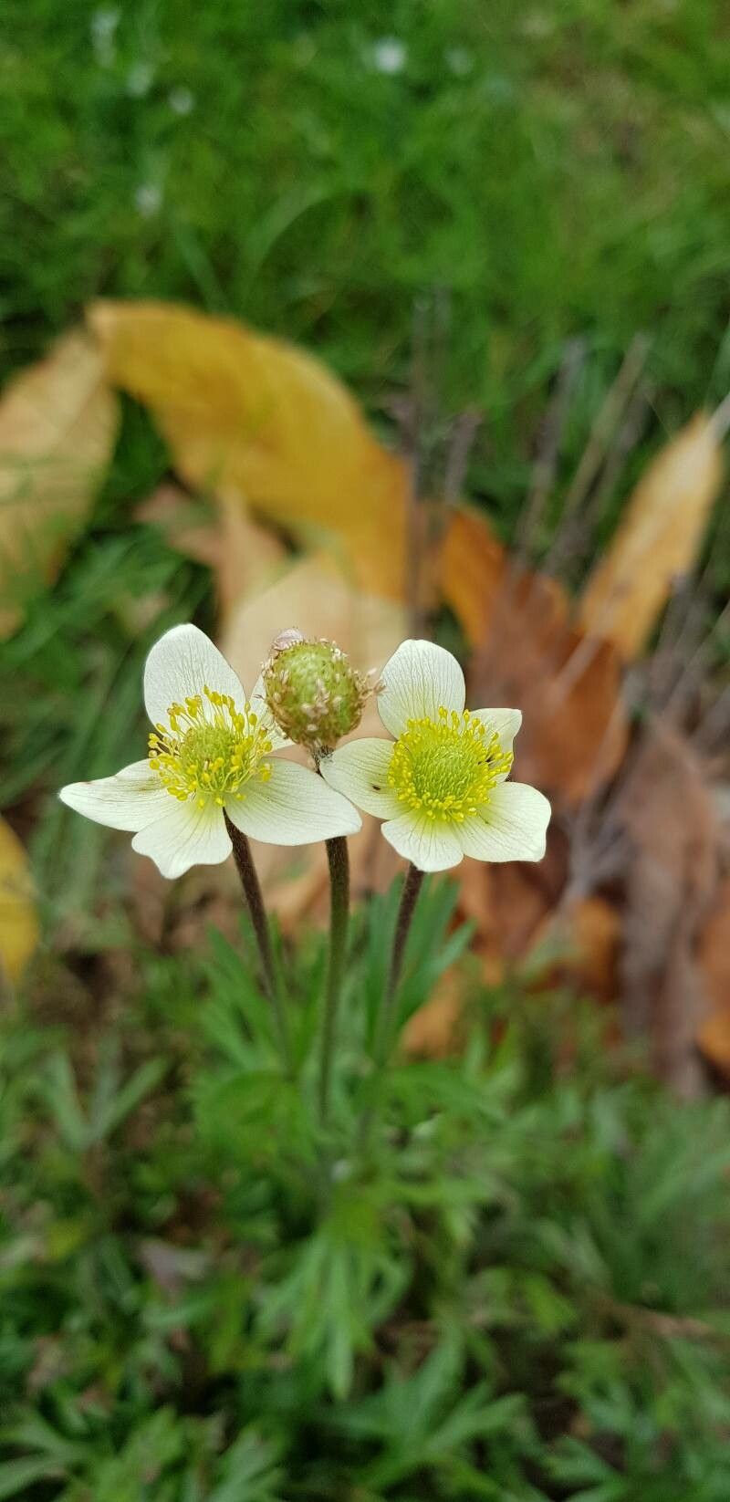 Anemone multifida flower