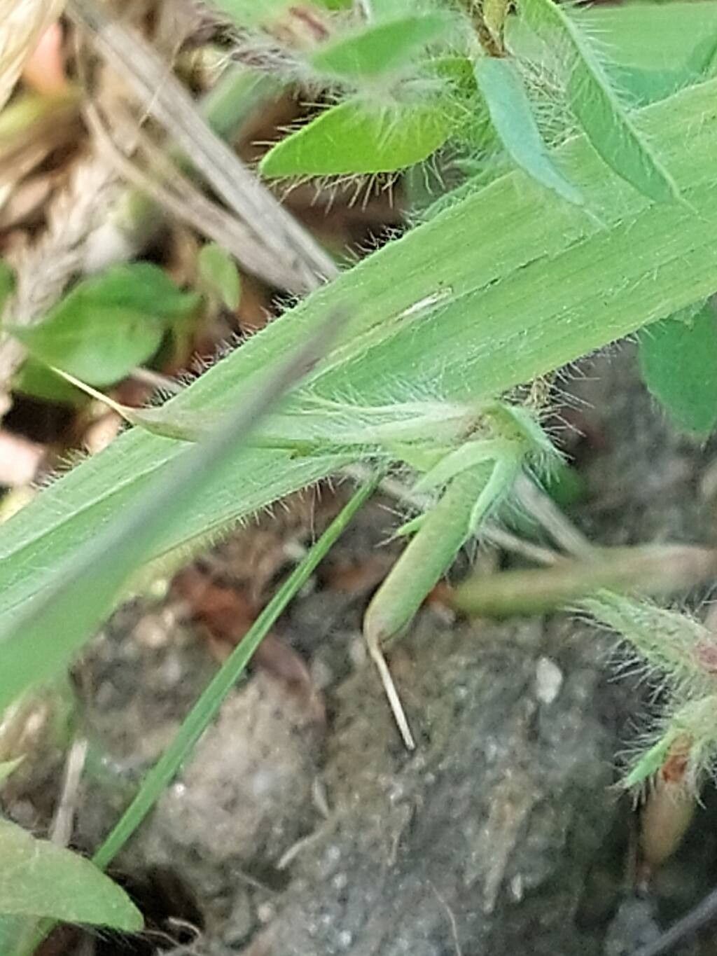 Lotus subbiflorus fruit