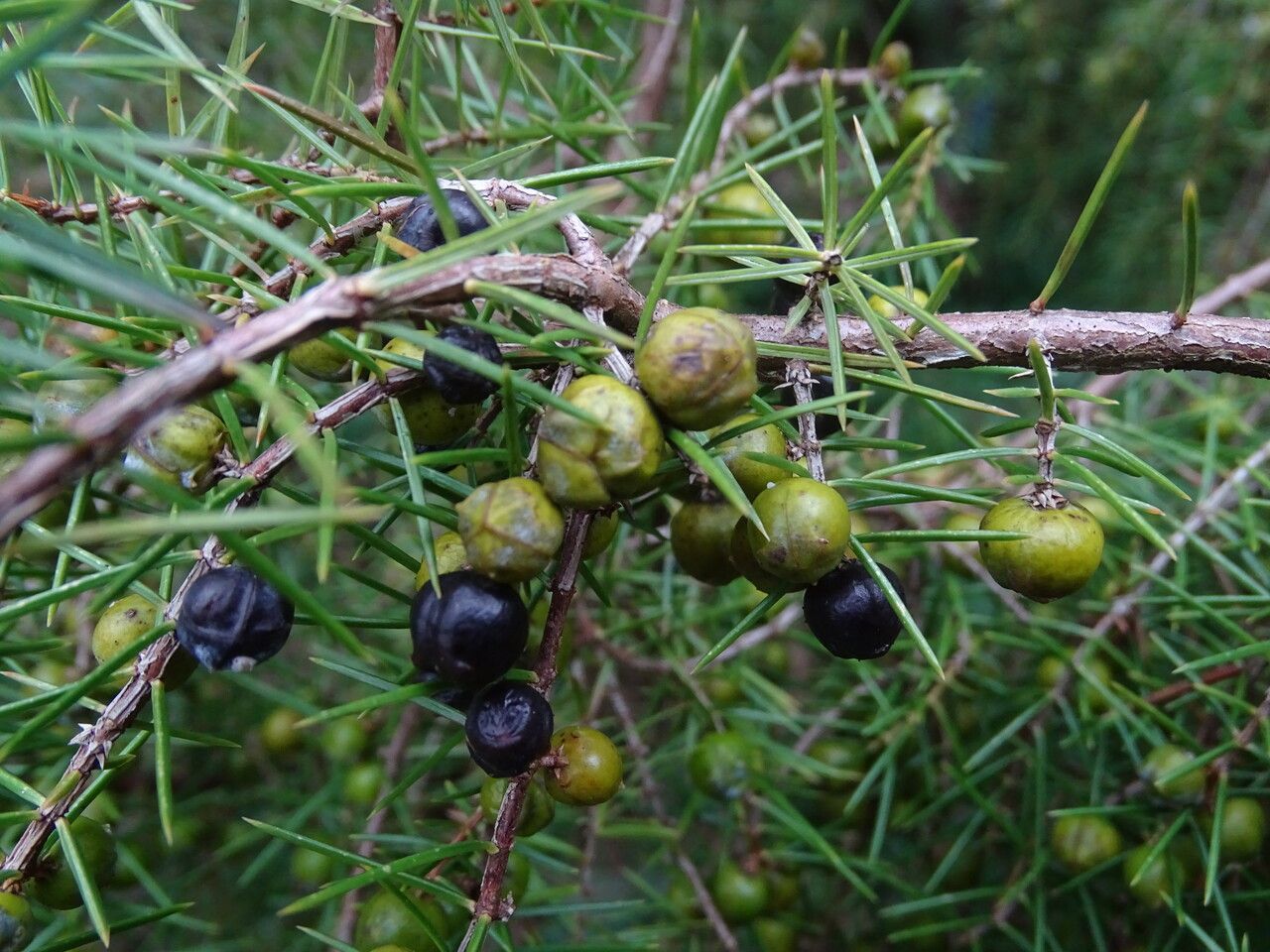 Juniperus rigida fruit