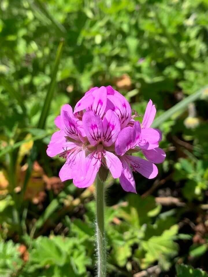 Pelargonium capitatum flower