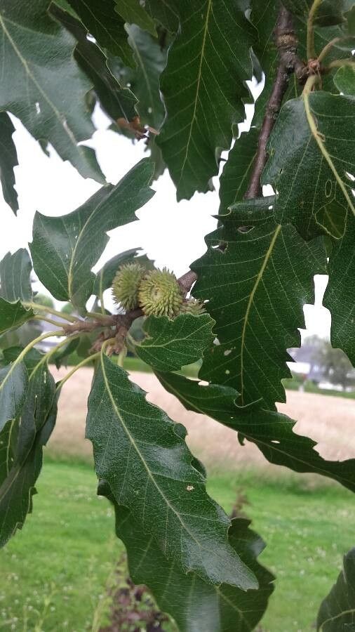 Quercus castaneifolia fruit