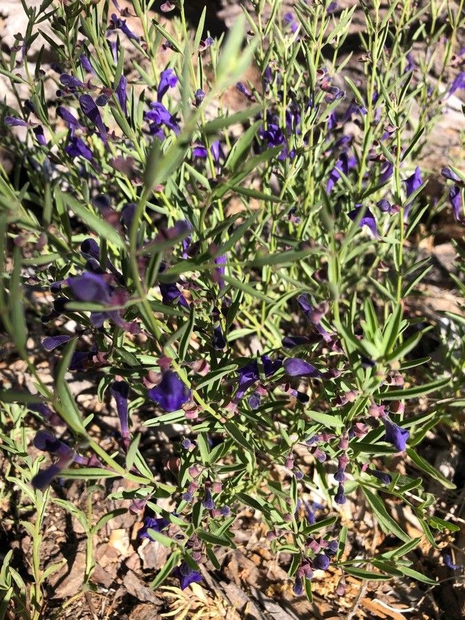 Scutellaria siphocampyloides flower