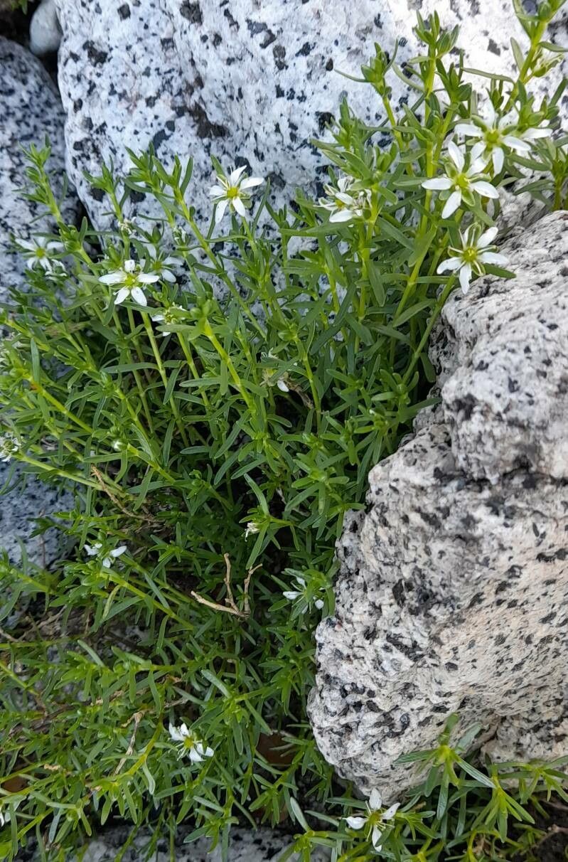 Arenaria oligosperma habit