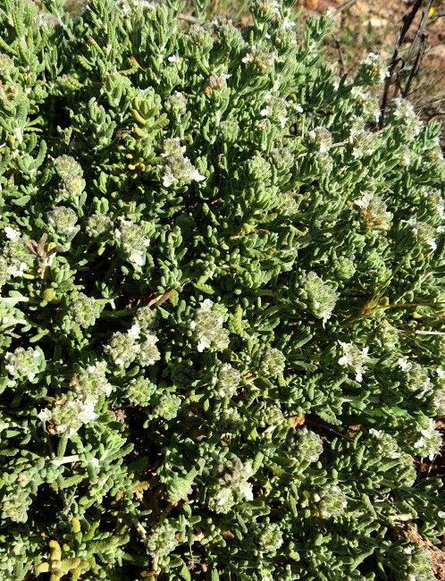 Teucrium compactum — search result for 'Teucrium'