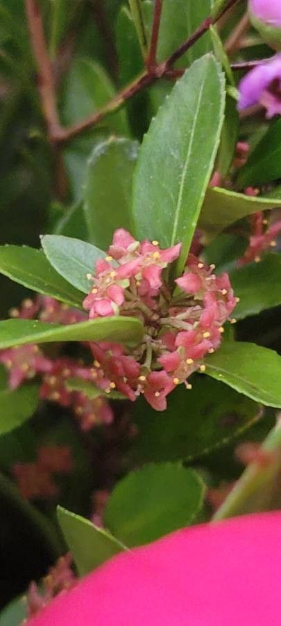 Paxistima myrsinites flower