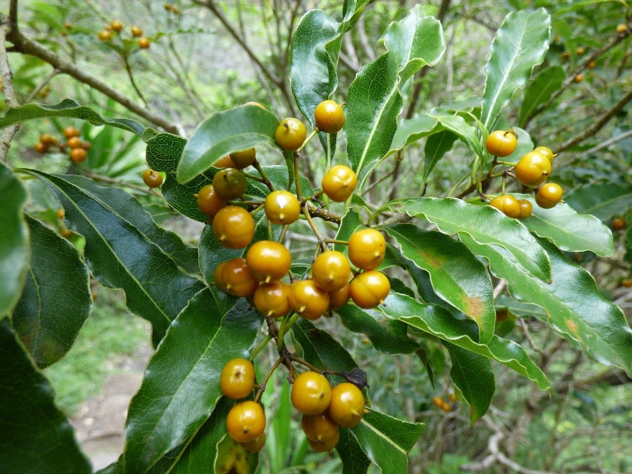 Pittosporum senacia fruit