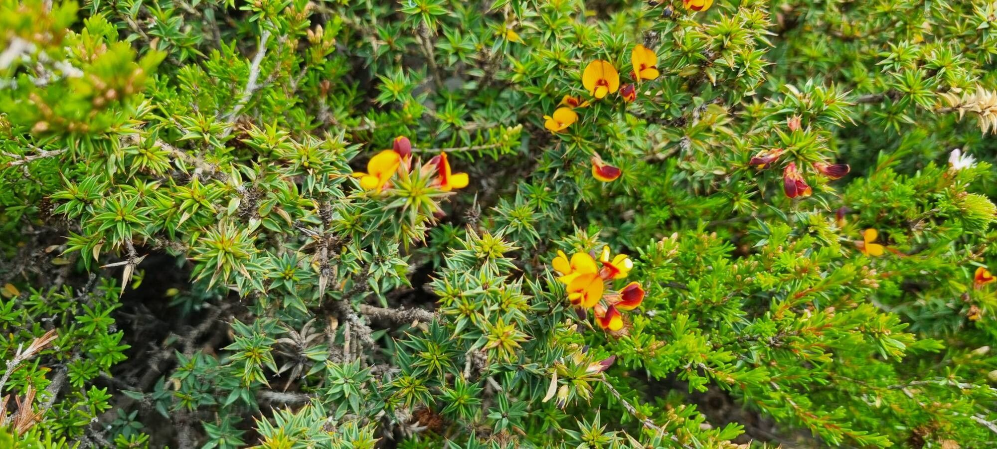 Pultenaea juniperina flower