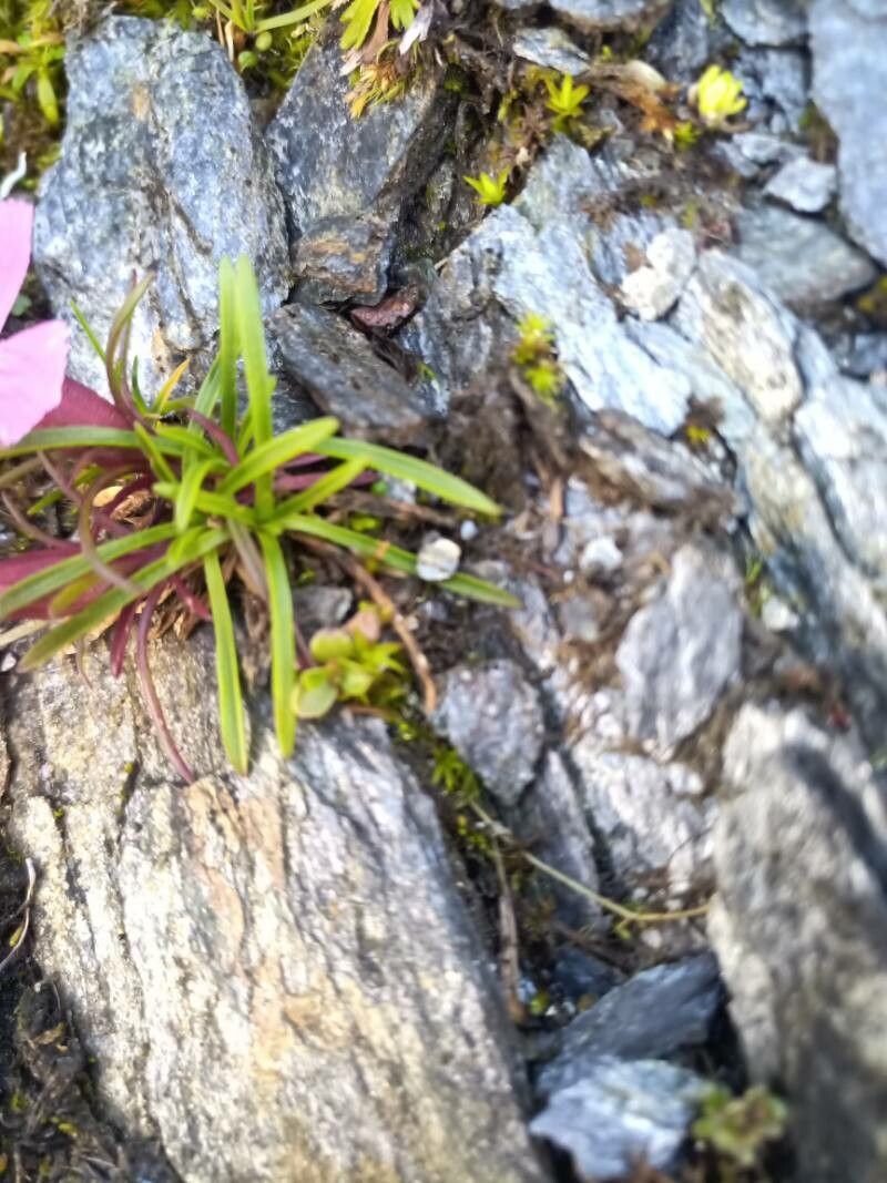 Dianthus glacialis — search result for 'Dianthus'