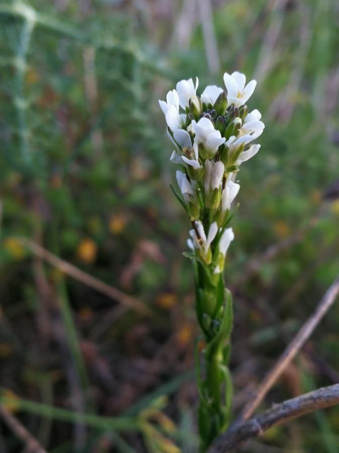 Arabis planisiliqua flower
