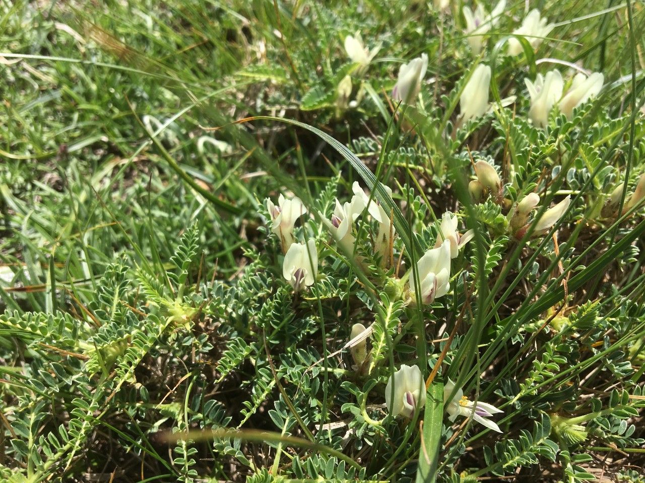 Astragalus greuteri habit