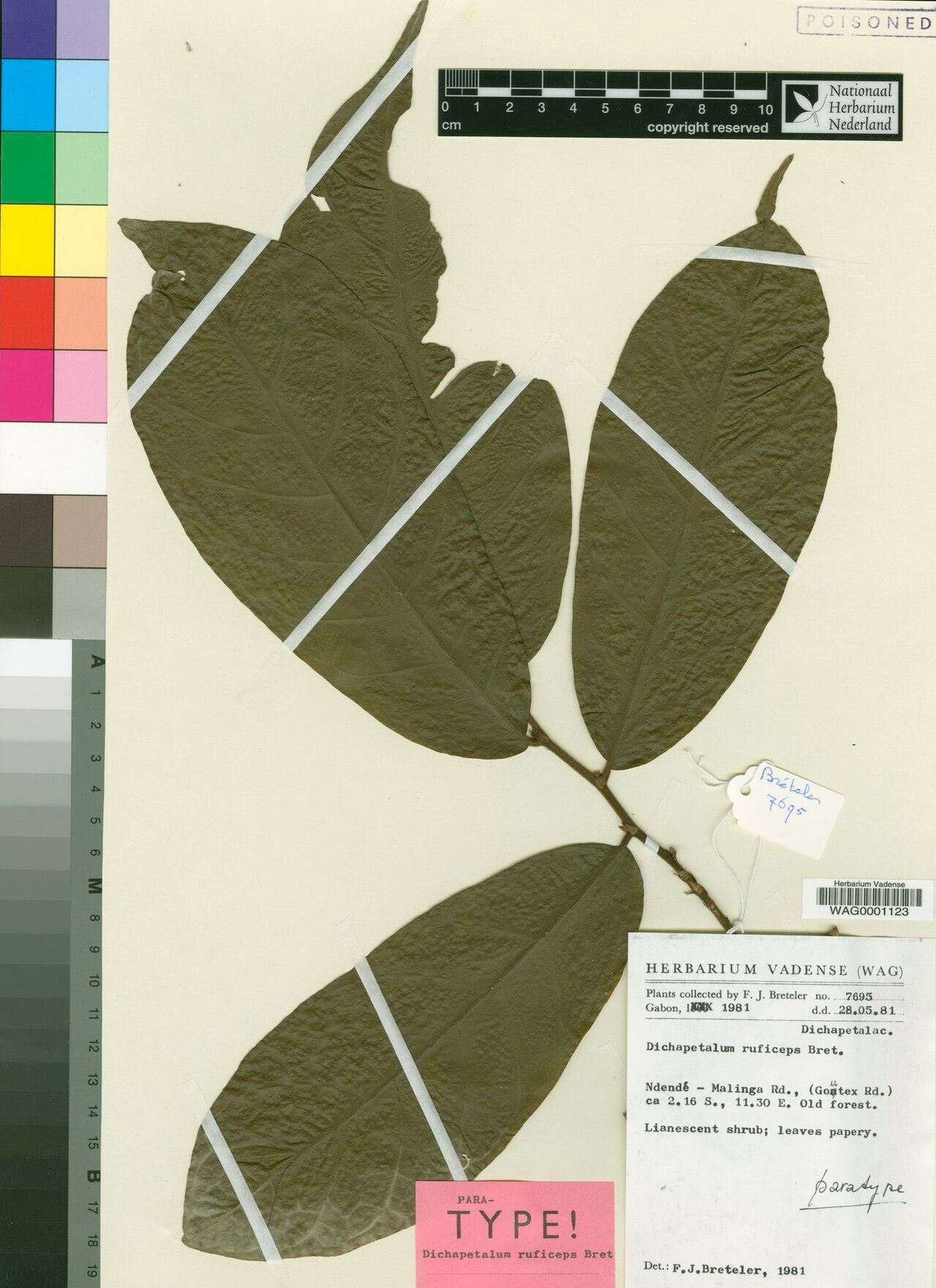 Dichapetalum ruficeps — houseplant care guide