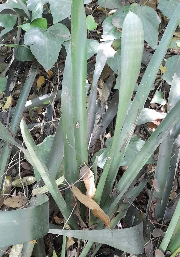 Aechmea caudata leaf