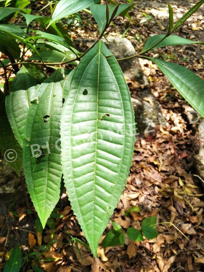 Miconia prasina leaf