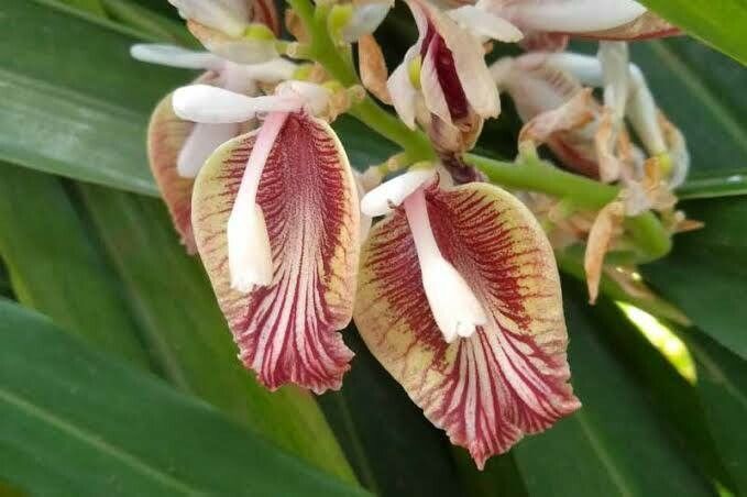 Alpinia calcarata flower