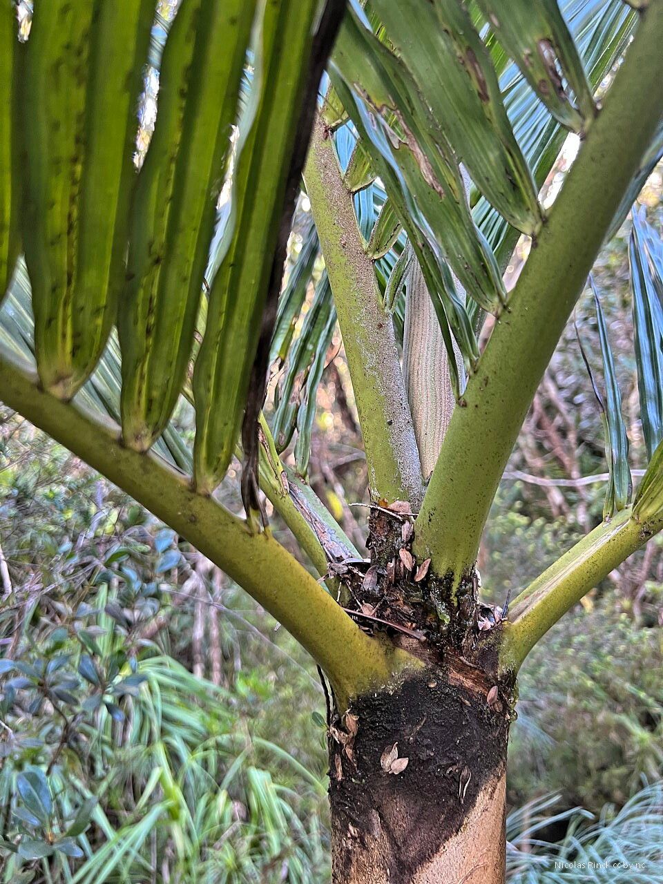 Basselinia sordida — houseplant care guide