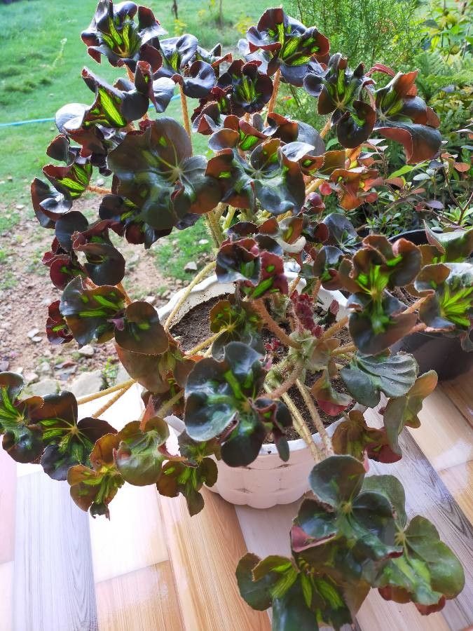 Begonia heracleifolia fruit