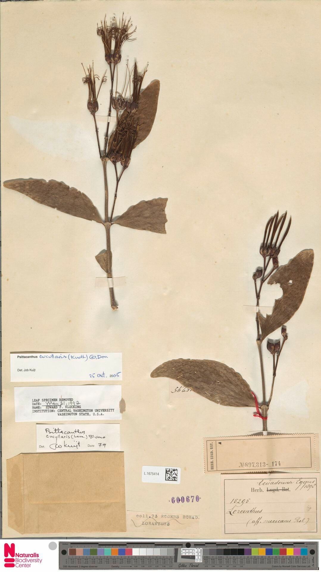 Psittacanthus cucullaris other