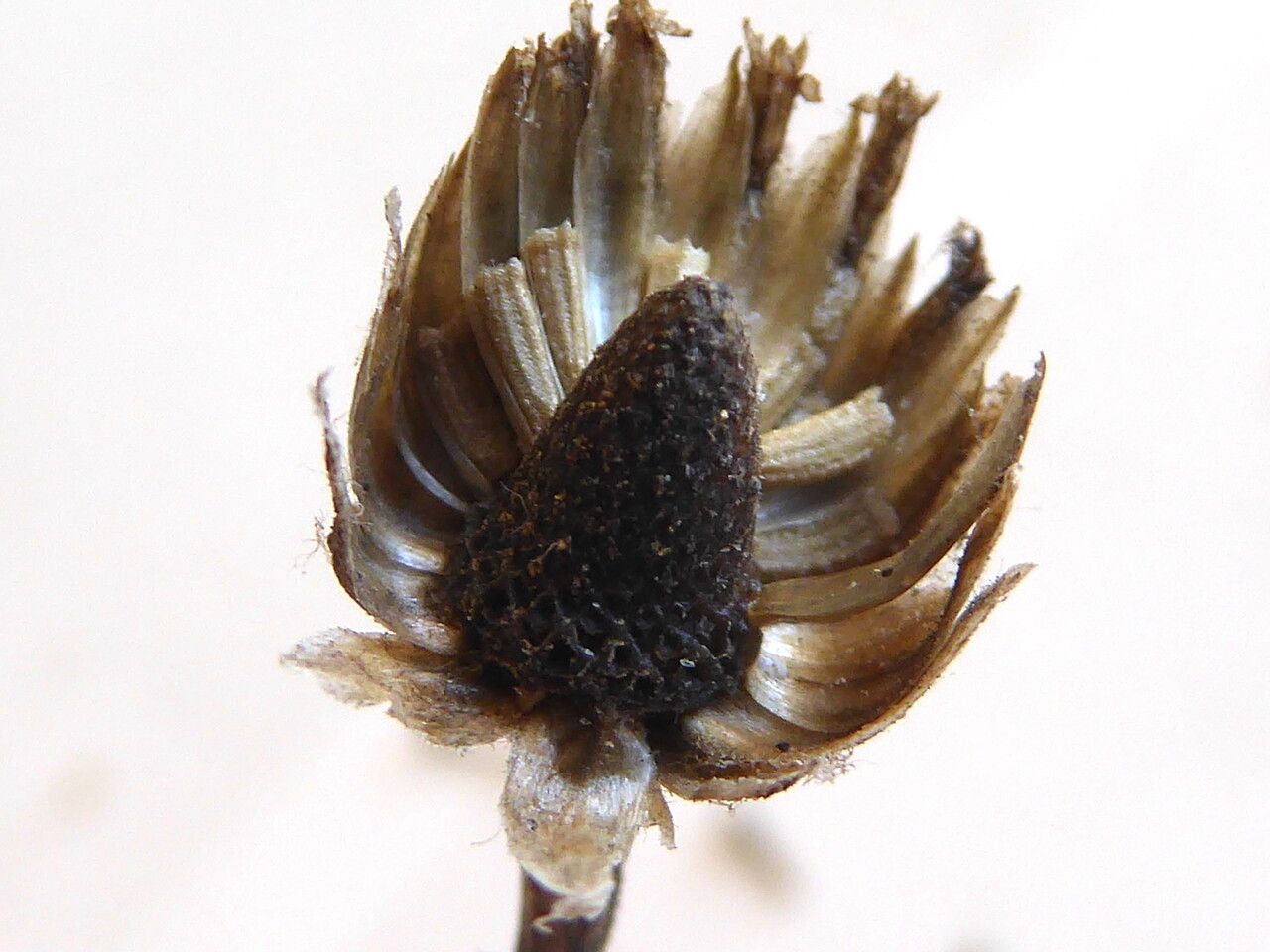 Anthemis maritima fruit