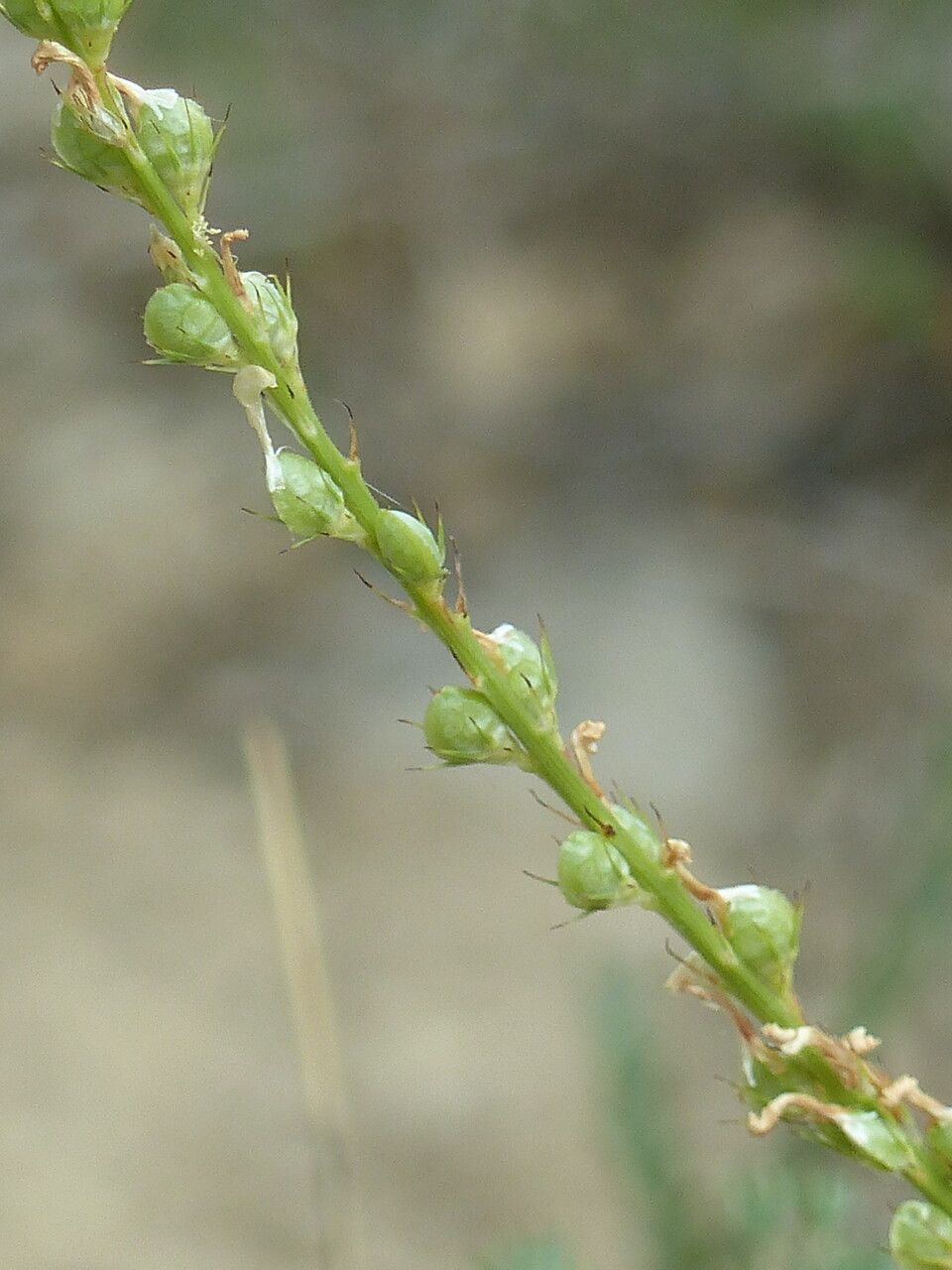 Onobrychis saxatilis fruit