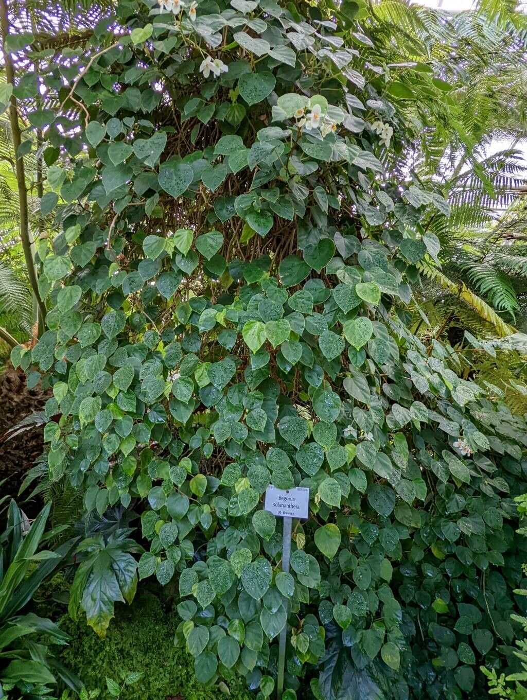 Begonia solananthera habit