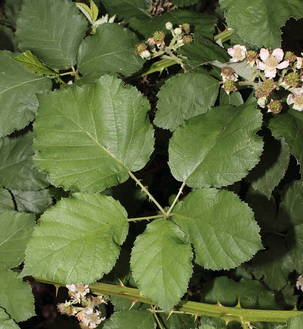 Rubus devitatus leaf