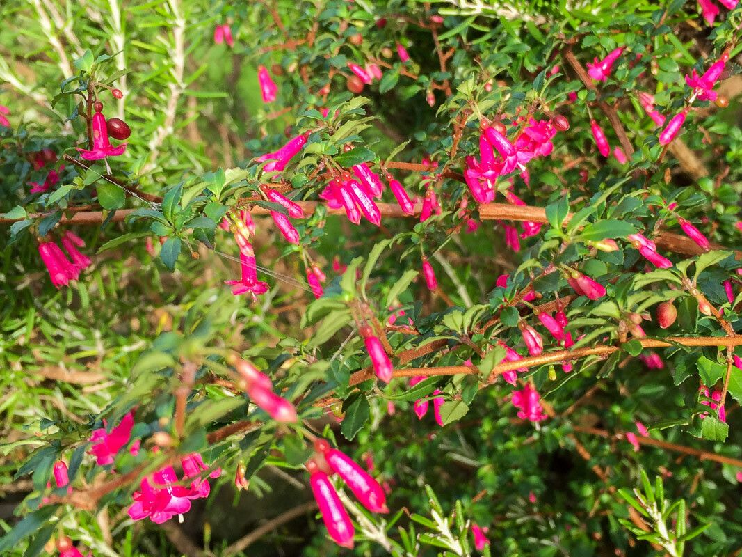 Fuchsia microphylla flower