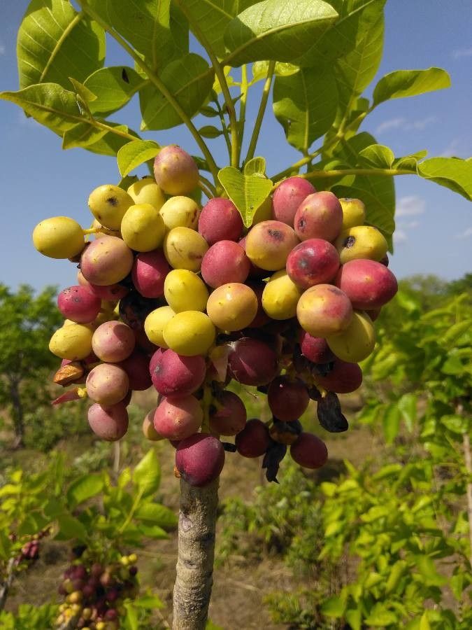 Lannea microcarpa fruit
