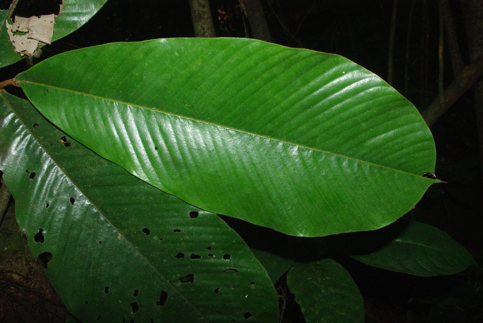 Piptostigma submontanum — houseplant care guide