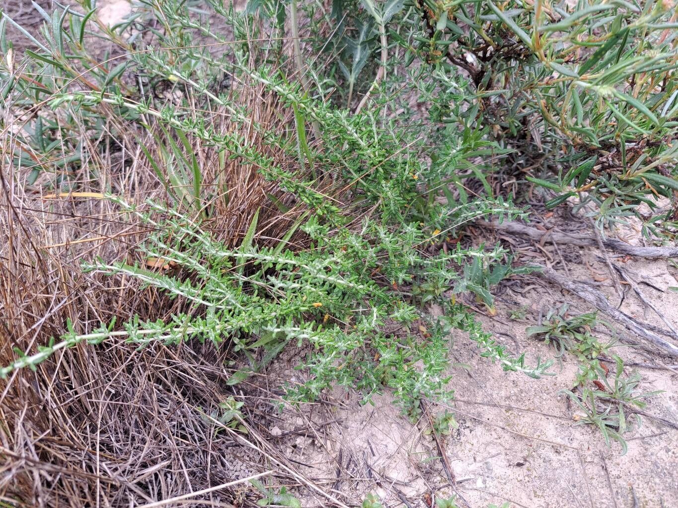Teucrium edetanum habit