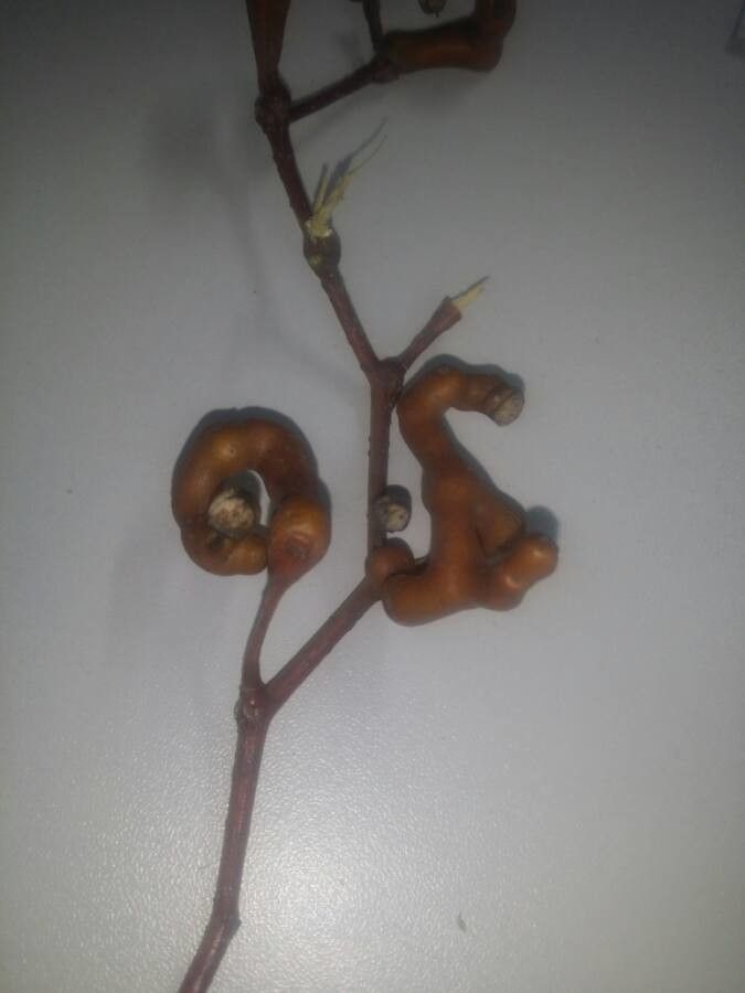 Hovenia dulcis fruit