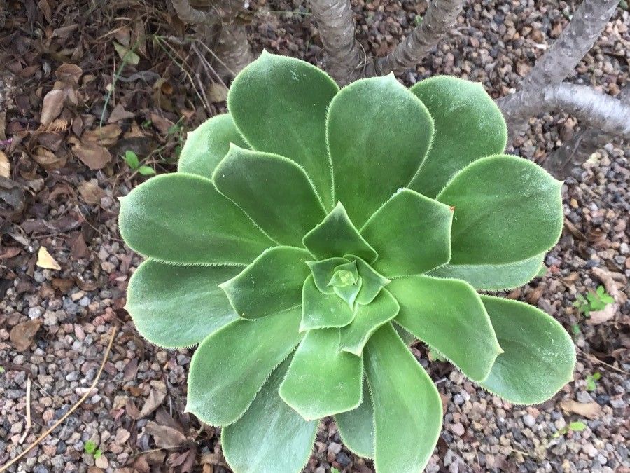 Aeonium balsamiferum