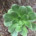 Aeonium balsamiferum