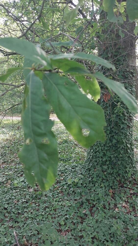 Quercus × heterophylla — houseplant care guide