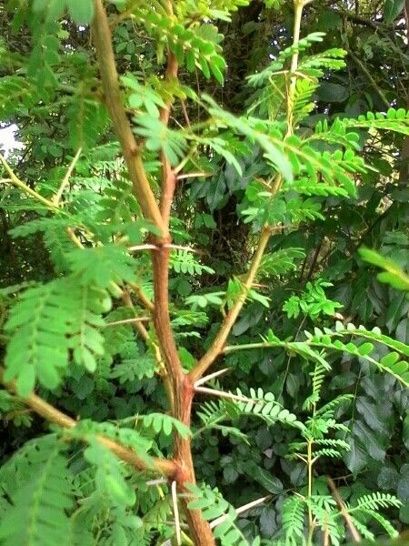 Acacia raddiana leaf