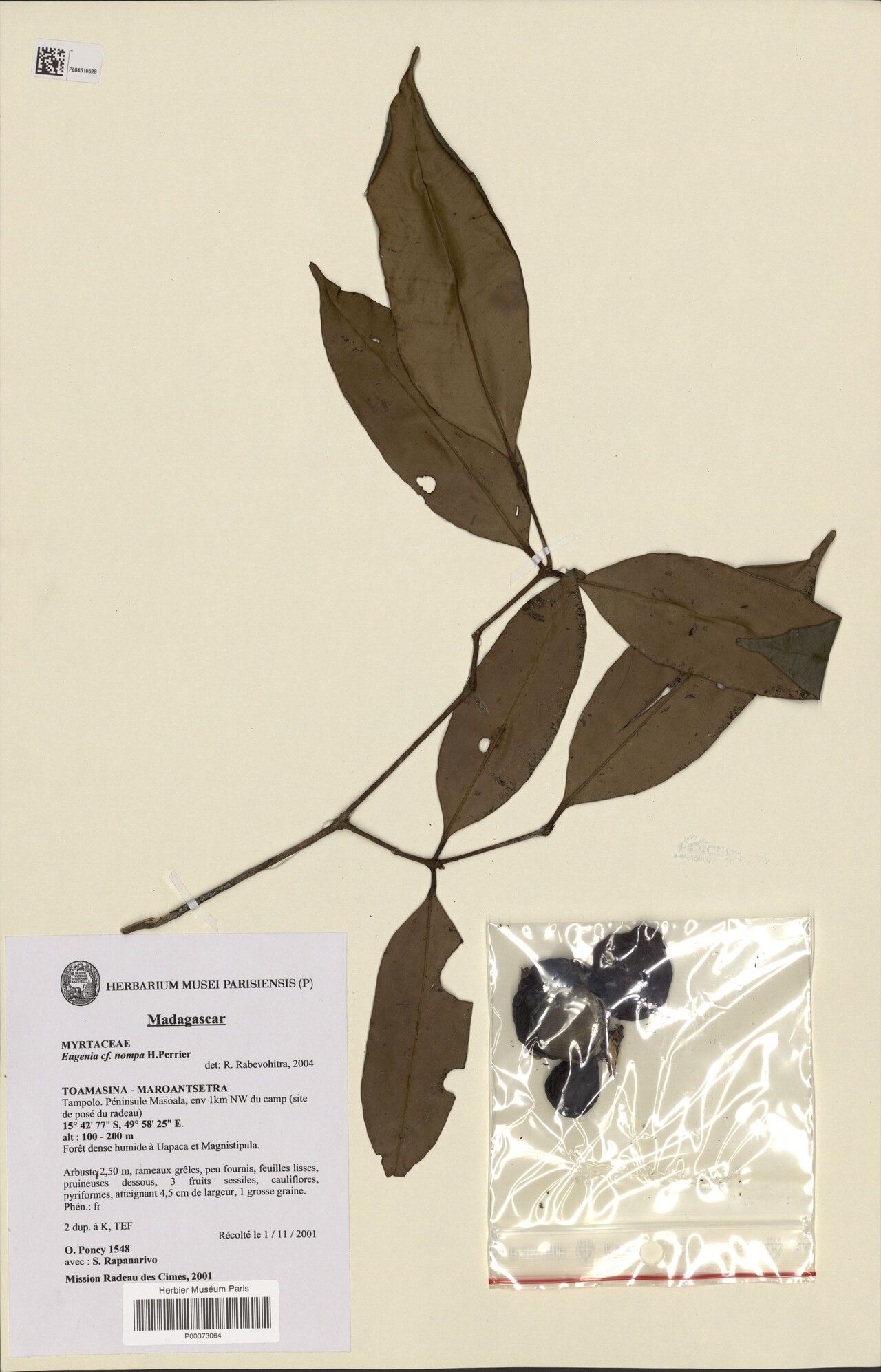 Eugenia nompa — houseplant care guide