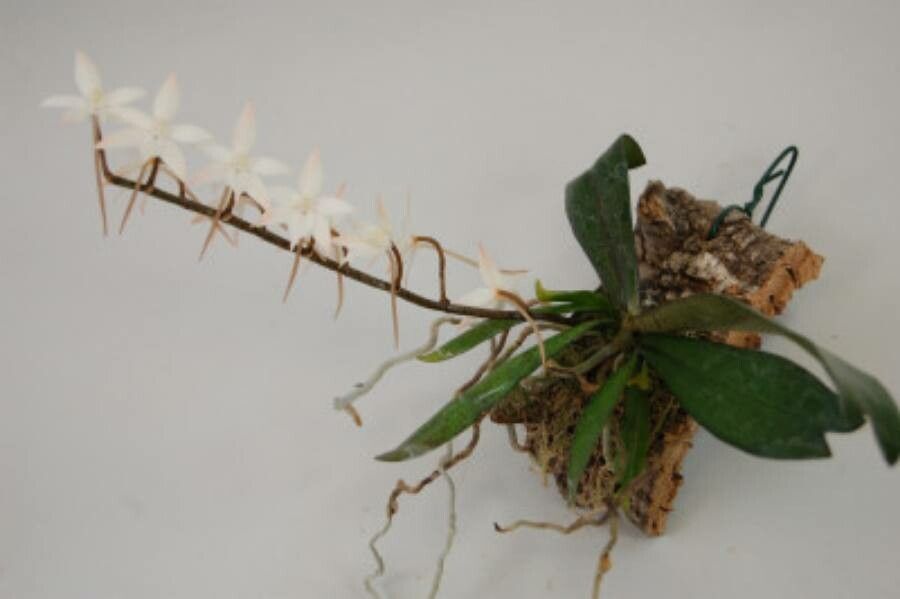 Aerangis biloba — search result for 'Gabon'