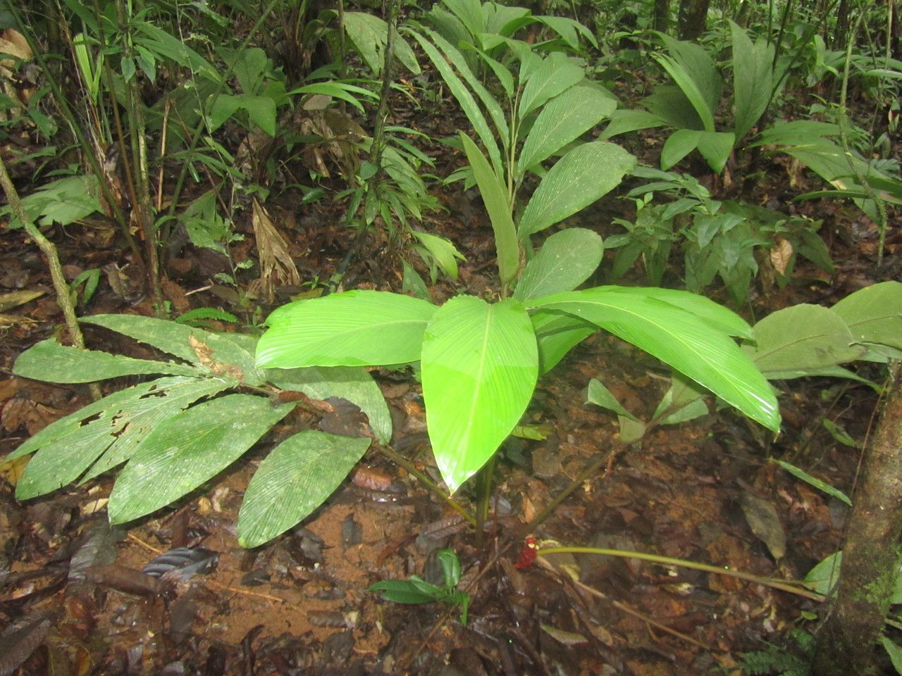 Renealmia pluriplicata leaf